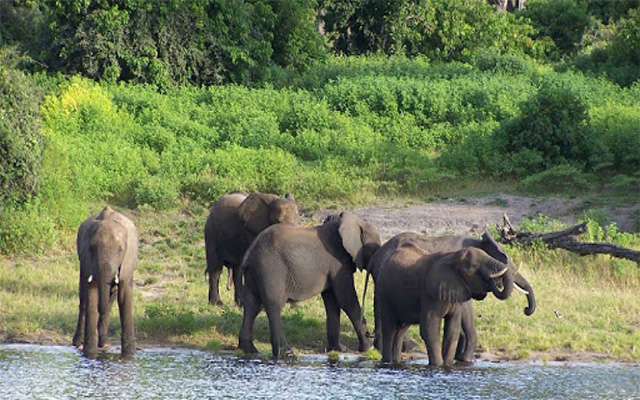 Gorumara Forest